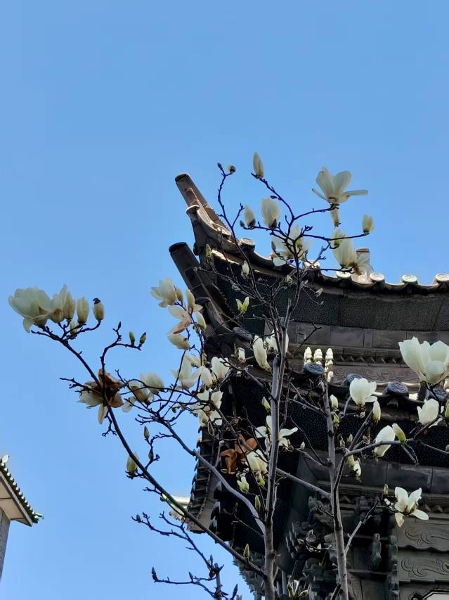 梦雨轩·枕海花园印象度假美宿(洱海生态廊道店)图片