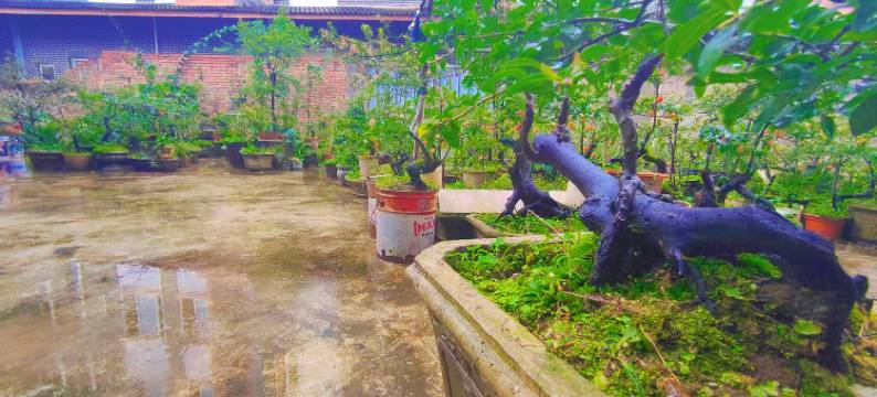 芦山姜城熊猫酒店图片