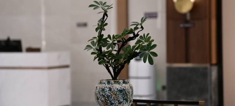 上高镜花湾酒店图片