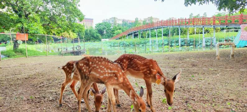 东莞盆景园亲子房车营地图片