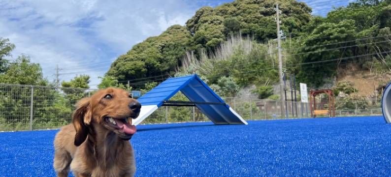 WAN WAN 宠物度假天堂 浜名湖(Wan Wan Paradise Hamanako)图片
