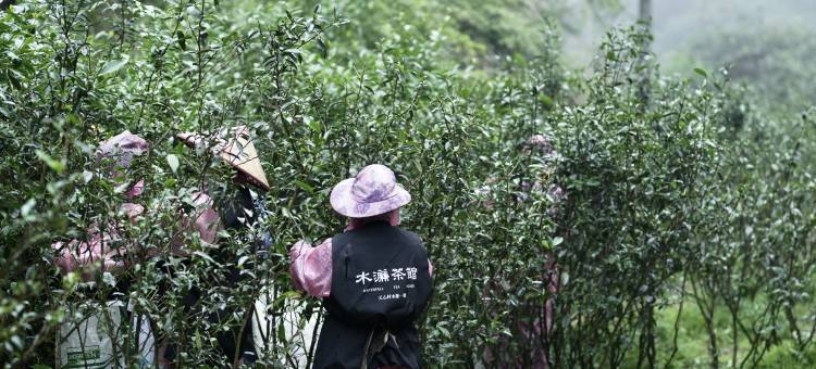 武夷山枞林别苑酒店(水帘一号茶业店)图片