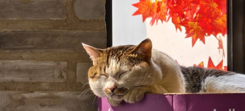 欣遇小院(巍山古城星拱楼店)图片