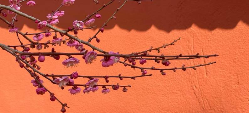 临潮公寓(海宁盐官观潮景区店)图片