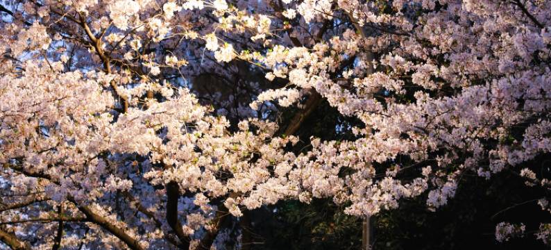AMIX安迷酒店(黄鹤楼长江大桥店)图片