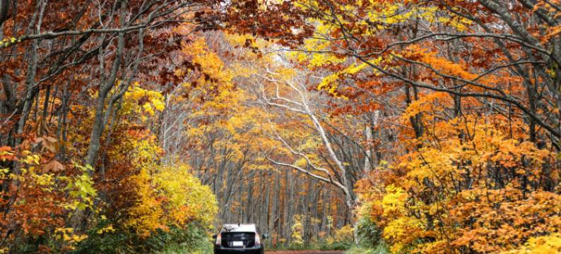 八甲田滑雪度假村(Berjaya Hakkoda Ski Resort)图片