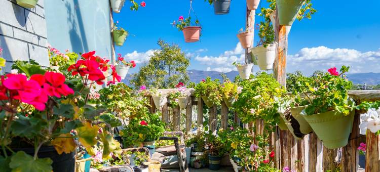 新新花园·多肉美宿家客栈(大理古城洱海店)图片