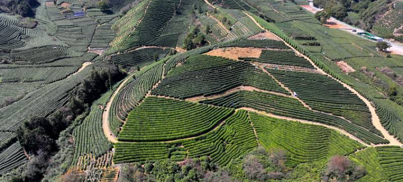 杭州茗涞采民宿图片