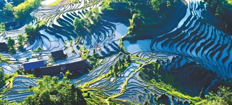 稻田理想农家院图片