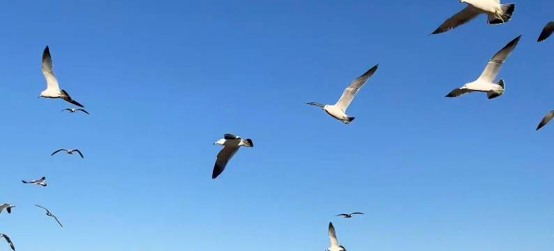 烟台丽景华侨海洋文化主题酒店(第一海水浴场烟台站店)图片