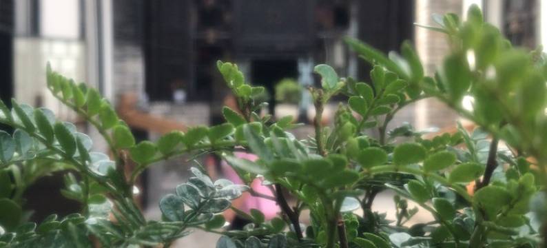 平遥桐森茂客栈(平遥古城景区店)图片