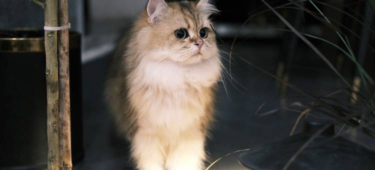 云禾·Holiday Villa｜设计师酒店(大理古城店)图片