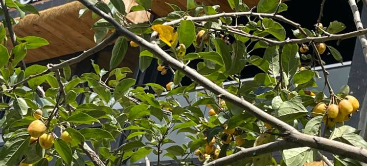 雀CHILL HOTEL(士登店)图片