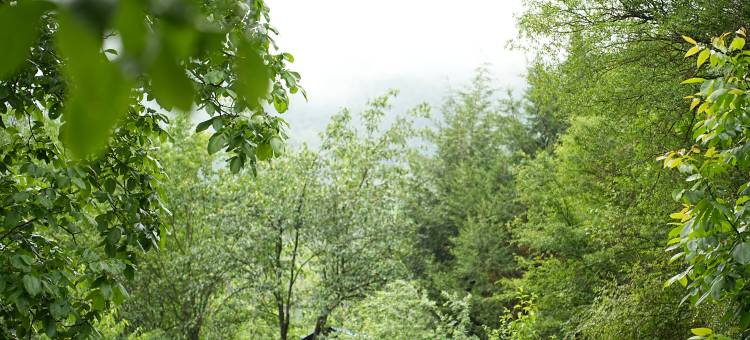 林景·山屿FOREST VIEW酒店图片