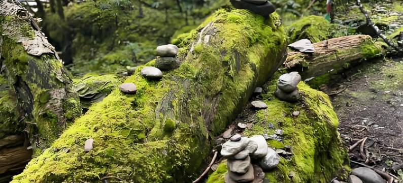 德钦迪青康珠民宿图片