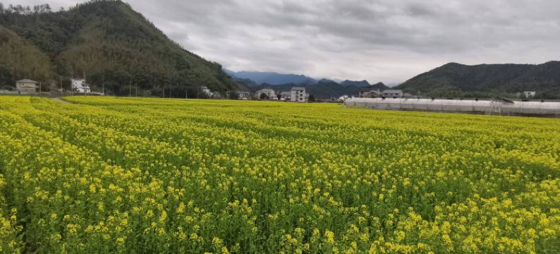 花筑·樱语民宿图片