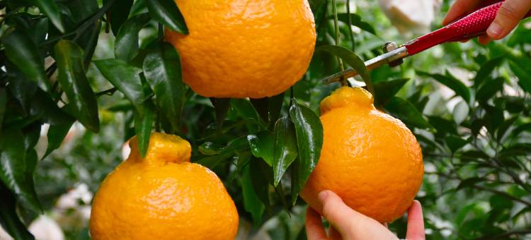 成都蒲江花样年福朋喜来登度假酒店图片