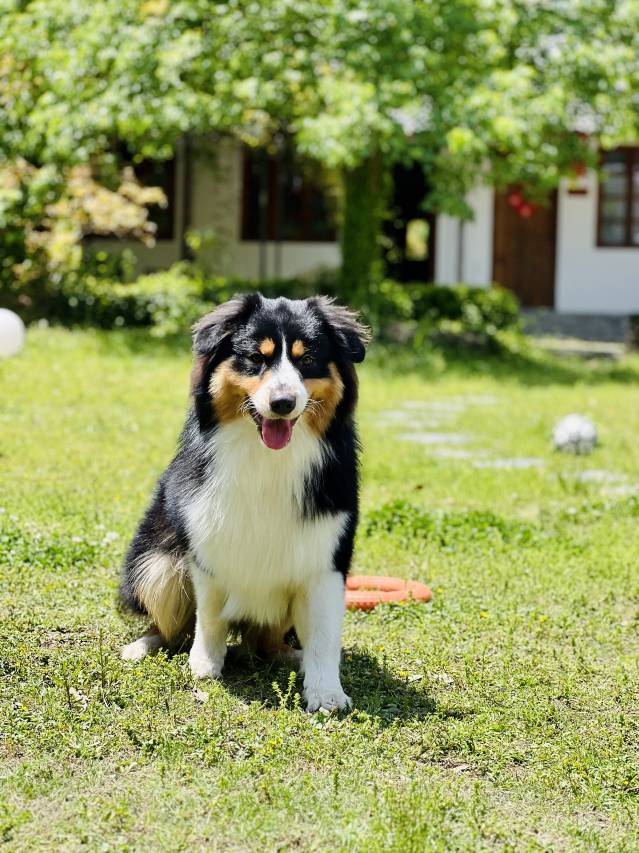 花筑·莫干山自然居·乡村四合院宠物度假民宿图片