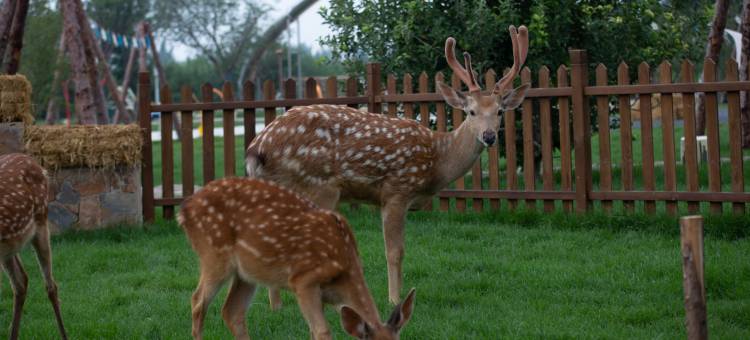 拾光美丽山别墅度假区图片