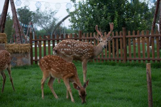 拾光美丽山别墅度假区图片
