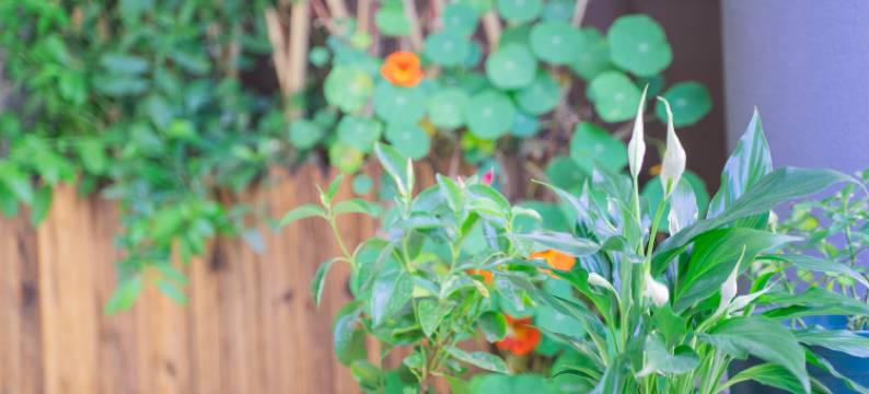 大理糖糖堂民宿(洱海才村码头店)图片