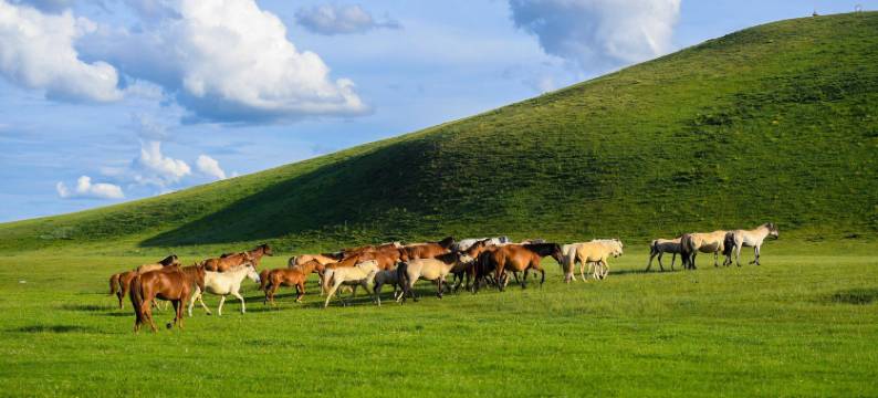 乌兰布统苏木瑞枫山居民宿(赤峰克什克腾旗乌兰布统草原景区店)图片