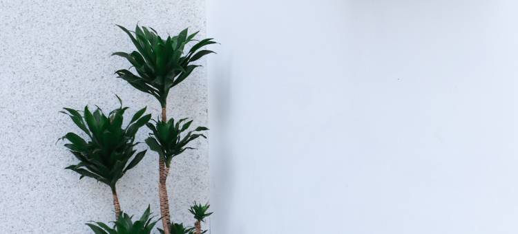 世林·半山居(华山景区游客中心店)图片