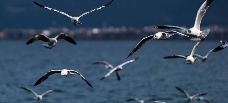 泸沽湖岚屿|亲水木屋湖景度假美宿(洛洼码头店)图片