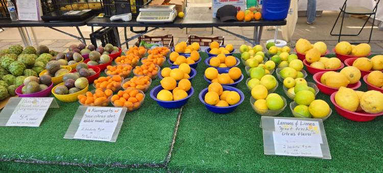 圣地亚哥市中心The Little Italy酒店(Courtyard by Marriott San Diego Downtown Little Italy)图片