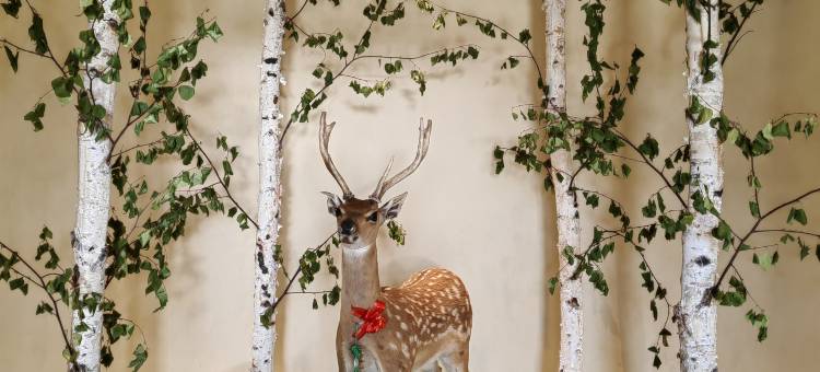 漠河漠北拾光民宿(漠河舞厅店)图片