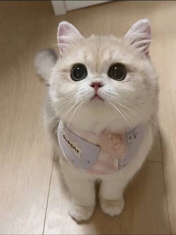 四姑娘山雪山情民宿图片