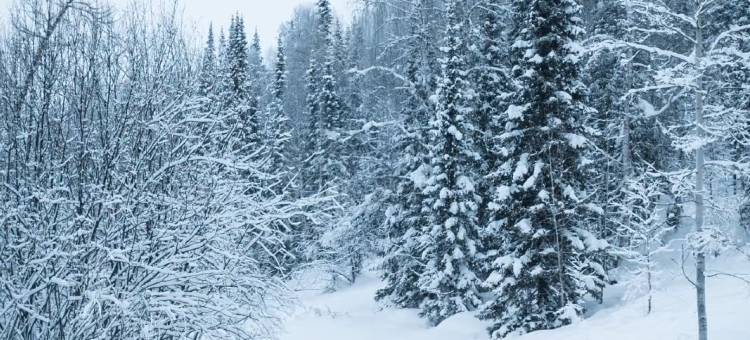 深山见•山野如许•自然美学花园庭院民宿(白哈巴老村店)图片