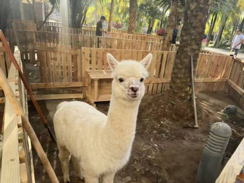 三亚崖州湾千鹤国际交流中心·希尔顿格芮精选图片