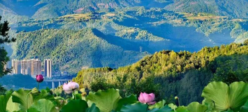 荷塘农家乐图片