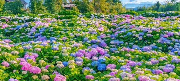 昆明锦江大酒店图片