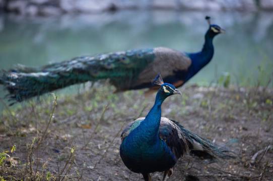 梅花鹿庄园酒店图片