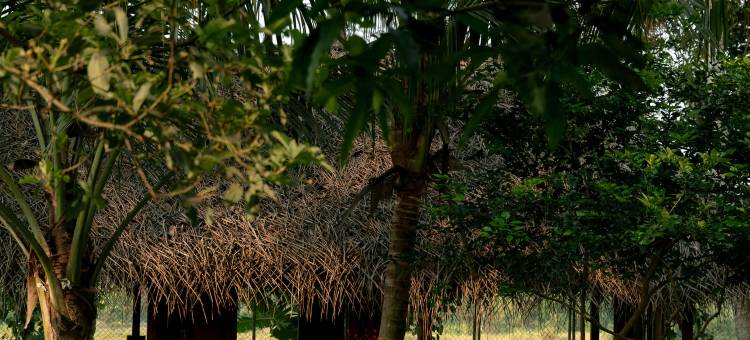 基林稻香岛(Kirindi Paddy Isle)图片