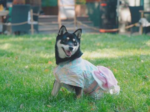 巴塔尔度假农庄·悦享闲庭|星空露营(福海店)图片