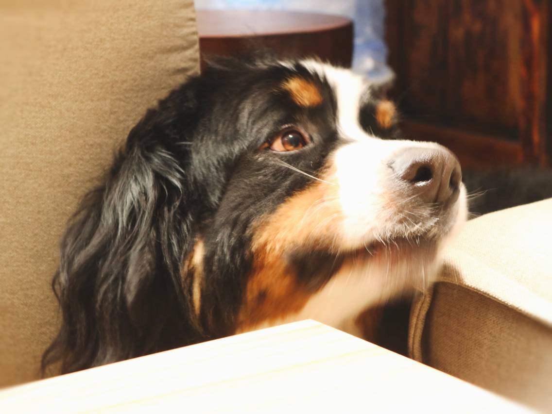 花筑·维摩静舍丨1912民国百年传承·焕新纳西四合院(丽江古城店)图片