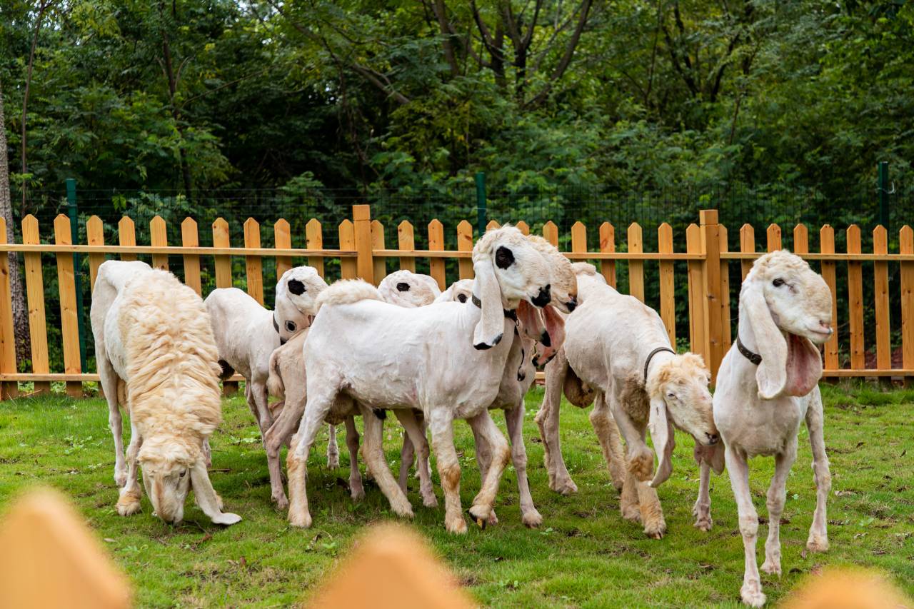 河源巴伐利亚庄园福朋喜来登度假酒店图片