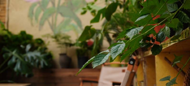 阳朔壹间花墅客栈(西街店)图片