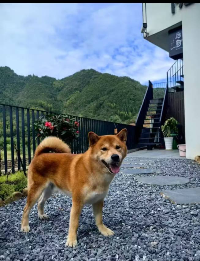 花筑·云初溪隐宋式美学高端设计师民宿图片