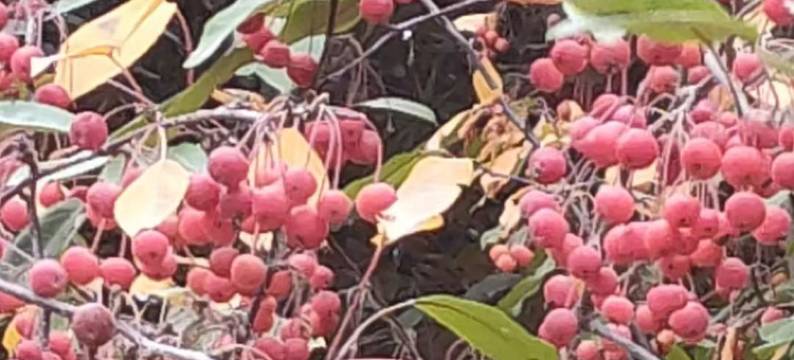 武威景宸酒店(市博物馆体育馆店)图片