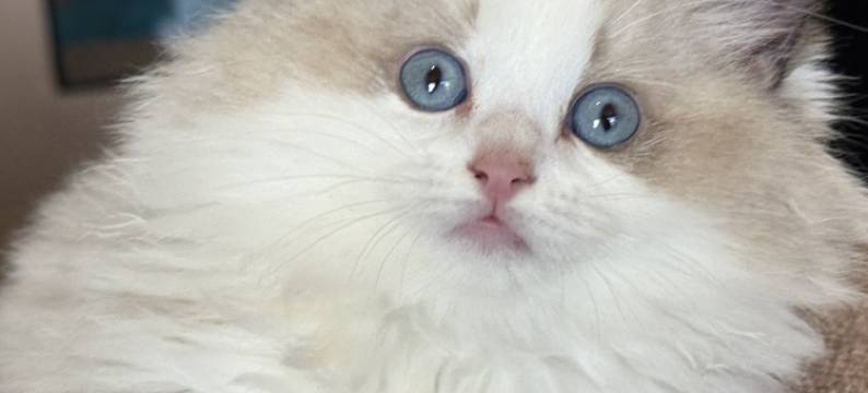 香格里拉无夏而立设计师民宿(独克宗古城店)图片