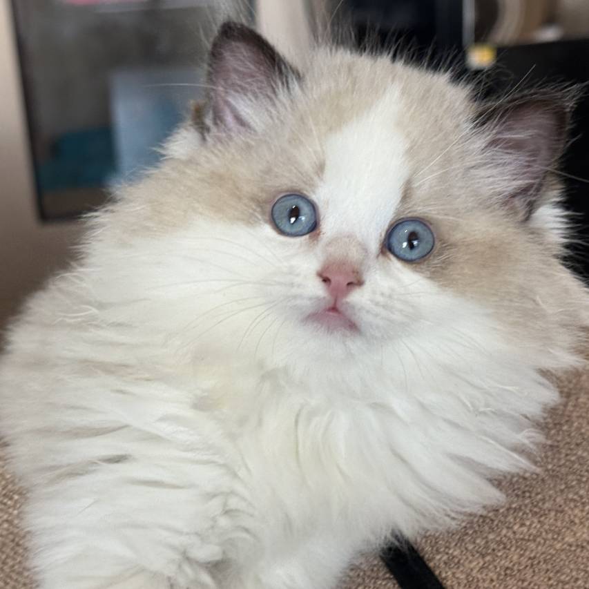 香格里拉无夏而立设计师民宿(独克宗古城店)图片