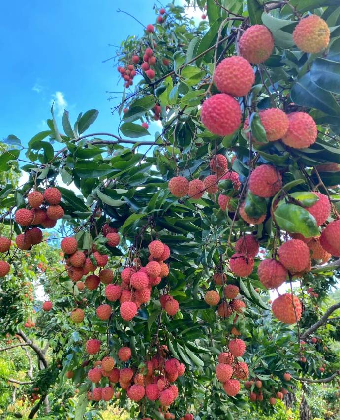 非洲假日野奢酒店图片