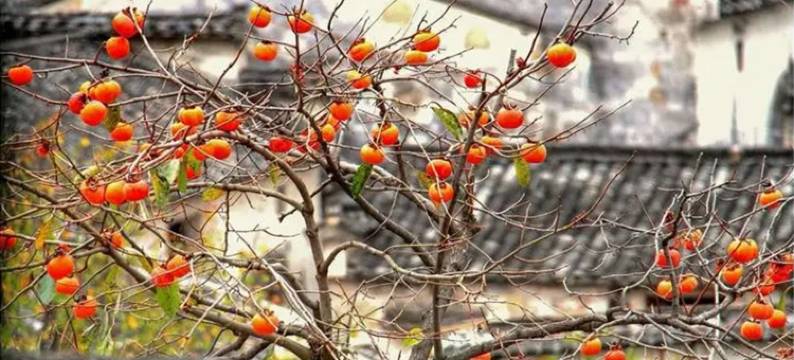 宏村栖梧·旅行精选徽派景观民宿图片