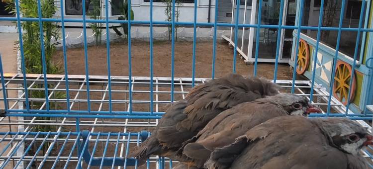 俩赛8号部落图片