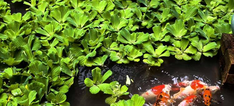 温汤镇军地人生精品客栈图片