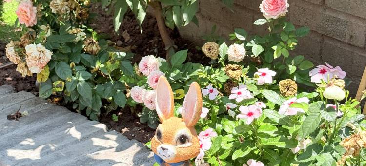 凤栖汀客栈(西昌大石板店)图片